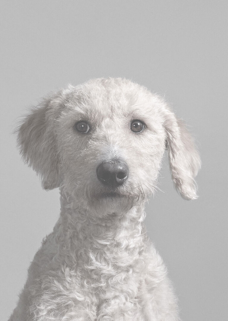 Seizoen 2023 | Henry van Loon | Jannie the Showdog